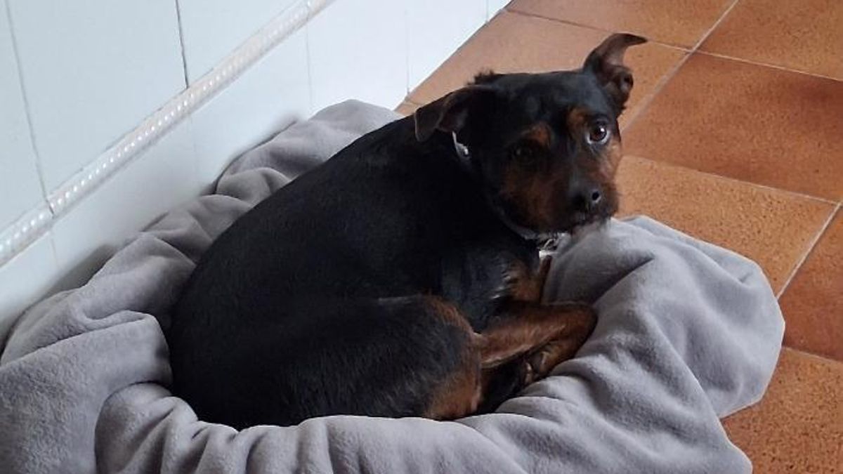 Luna fue rescatada de un contenedor y, después de un tiempo viviendo en la calle, ella y su dueño van a poder acceder a un hogar