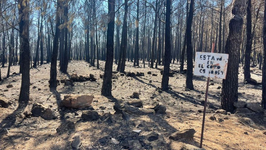 Bosque carbonizado en Bejís.