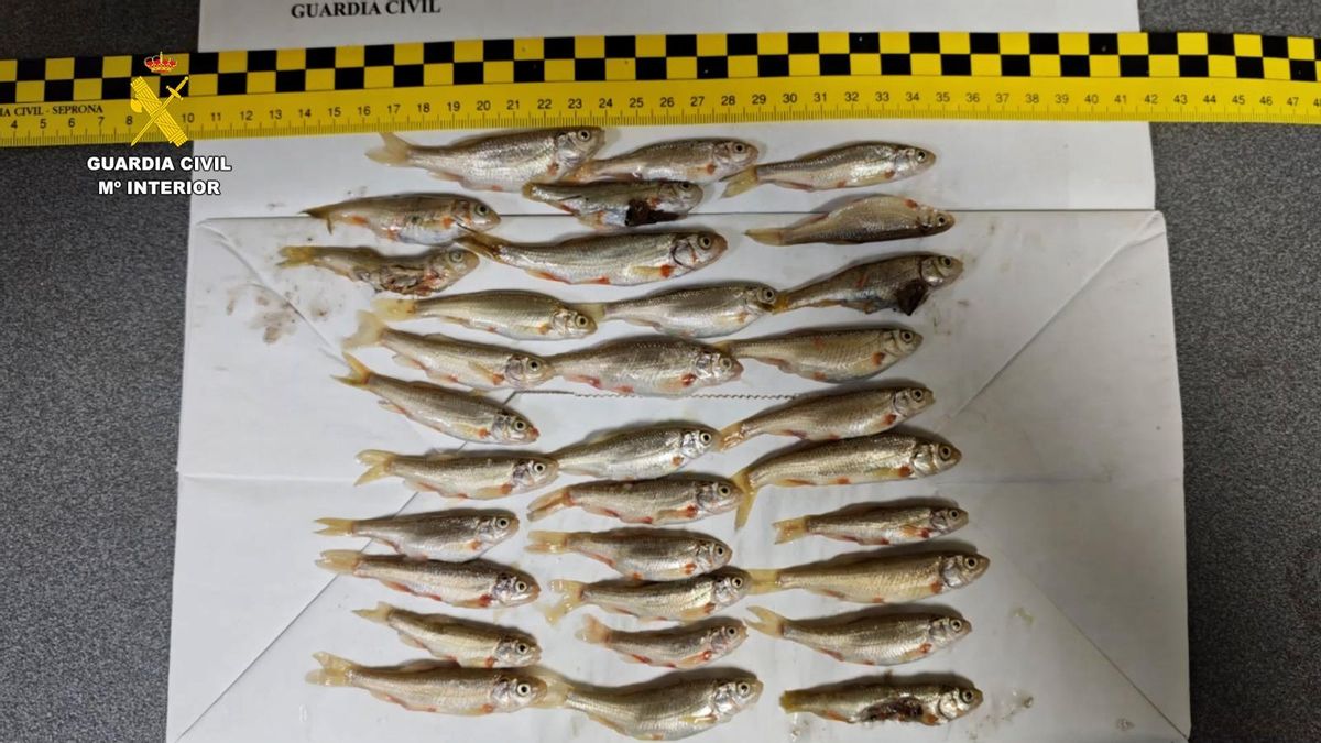 La Guardia Civil detiene a dos pescadores en Burgos con 32 ejemplares de bermejuela, especie protegida