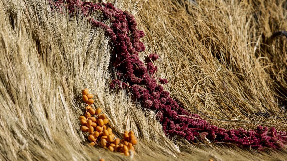 Flora 2025 - 'Tramas pasadas, calma futura' (Patio de los Naranjos)