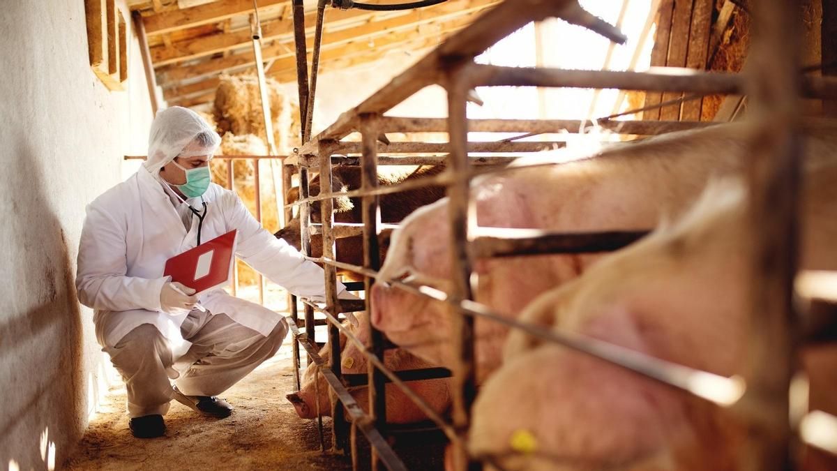 Nuevo nombre para evitar el lenguaje sexista: ahora se llamará Colegio Oficial de la Profesión Veterinaria de Ciudad Real