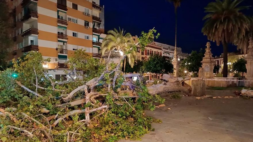 El día después del paso de la borrasca Bernard con vientos históricos en Córdoba