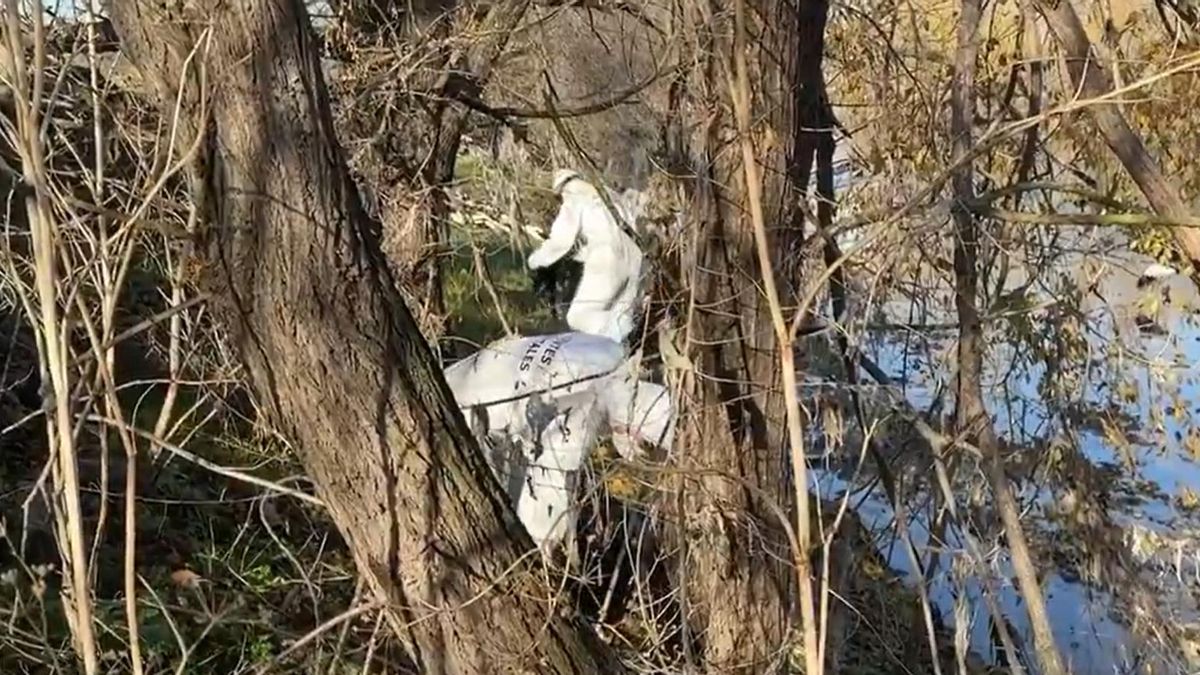 Las recomendaciones en Madrid si encuentras aves muertas ante los focos de gripe aviar en las riberas del Manzanares