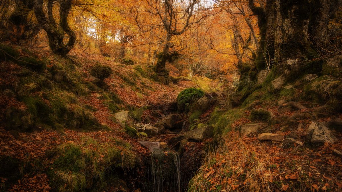 Día Internacional de los Bosques: este es el último hayedo relicto de nuestro país