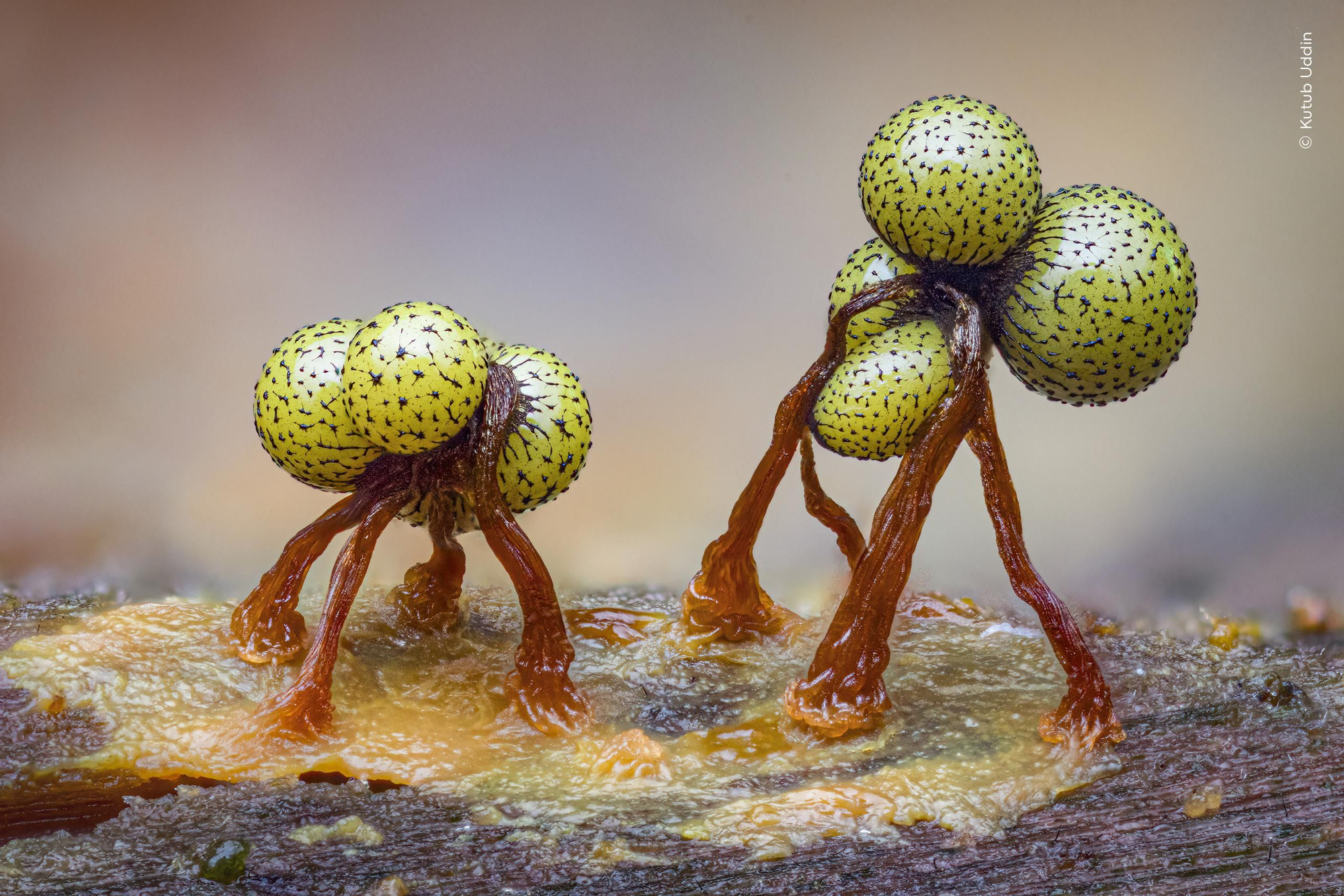 'Pequeños danzarines', Premio al Mejor portfolio