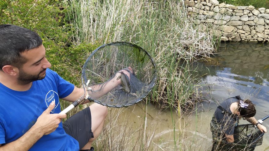 Liberan más de 600 anfibios autóctonos para reforzar su presencia en los parques naturales de la Serra d'Espadà, Mariola, Túria, Calderona y Sot de Chera