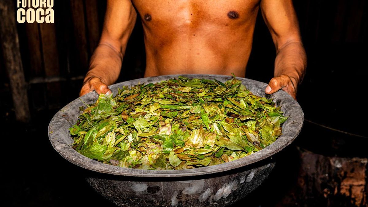  la producción global de cocaína se ha más que cuadruplicado en una década, superando las 4.000 toneladas