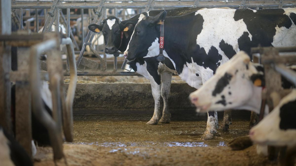 Vacas de una ganadería de lácteo