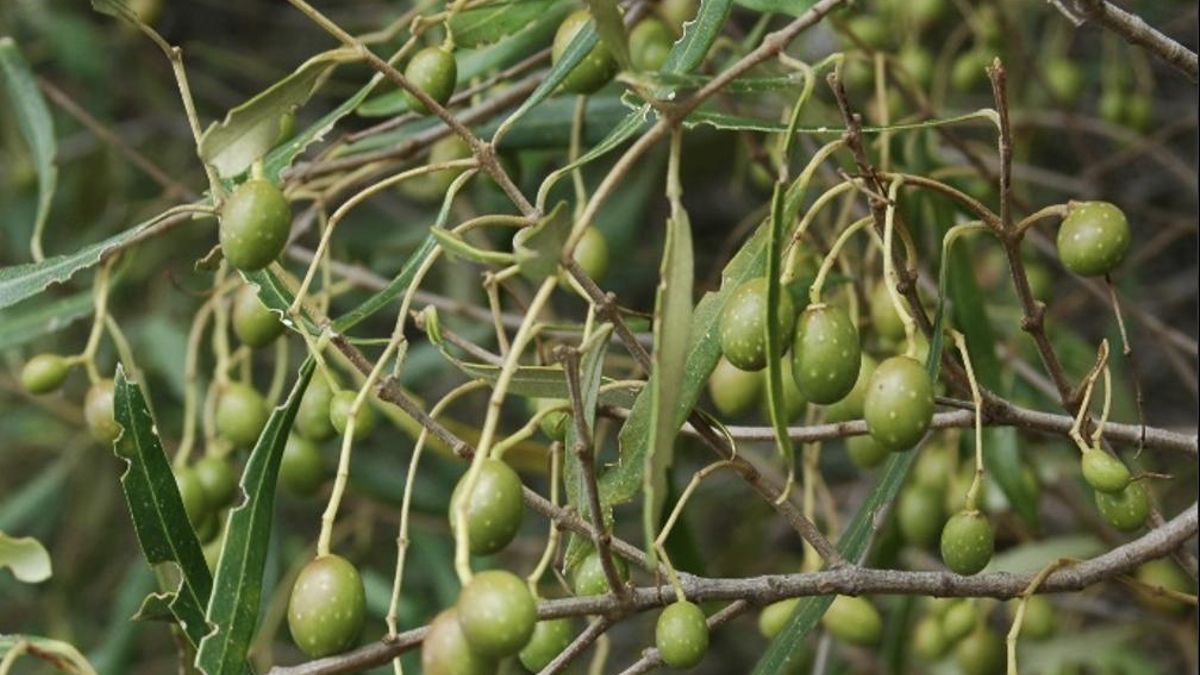 El acebuche canario (Olea cerasiformis / Oleaceae)