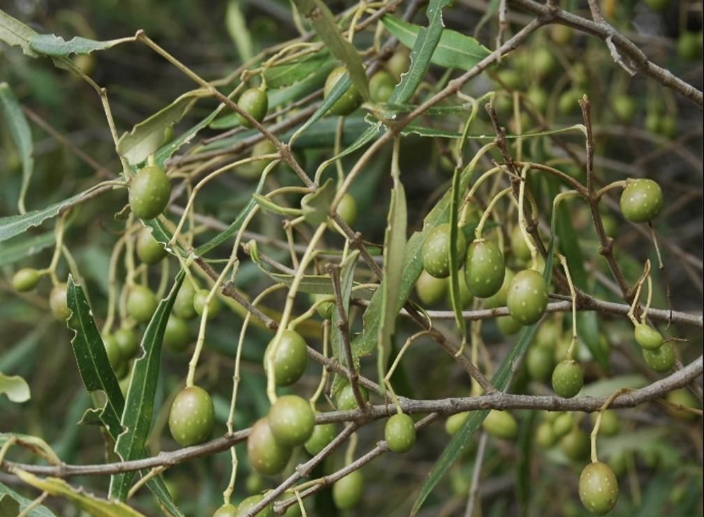 Rama de acebuche cuajada de frutos inmaduros (aceitunas verdes). Foto: PLPP.
