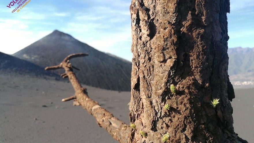 El milagro del pino que sobrevivió a pocos metros del volcán de La Palma
