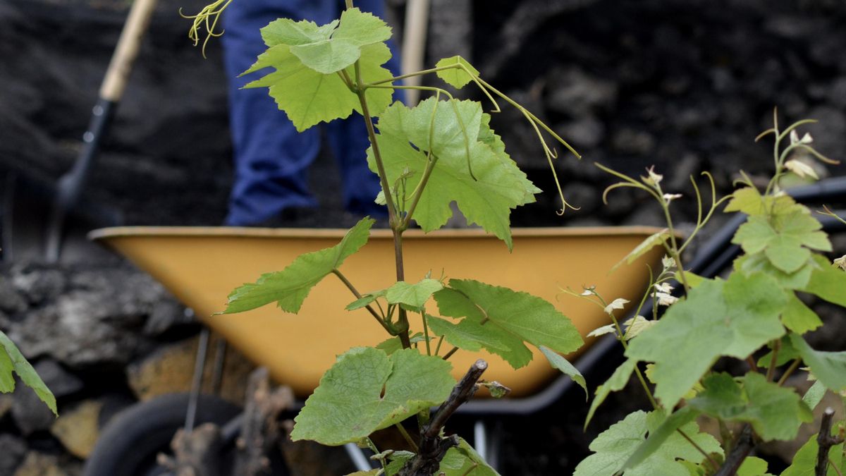 El valor psicológico del patrimonio vitivinícola: el vino como elemento de identidad y pertenencia en La Palma