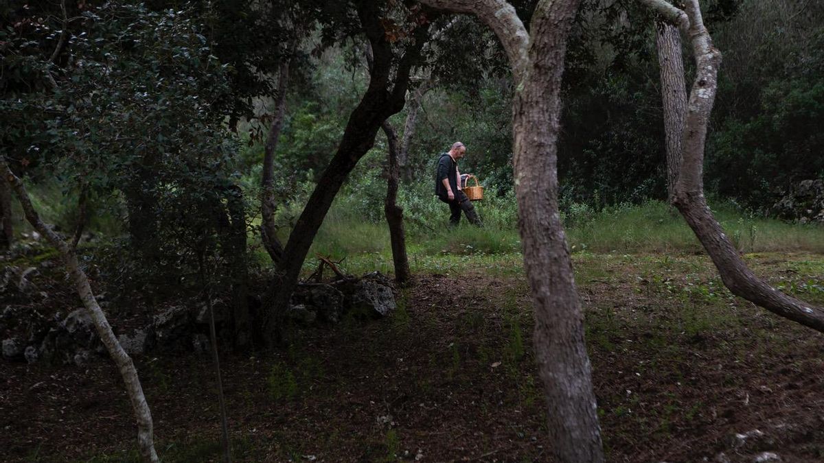 El pinar es el hábitat donde se encuentra el níscalo, la especie más buscada, pero una de las más amenazadas por la falta de lluvia.