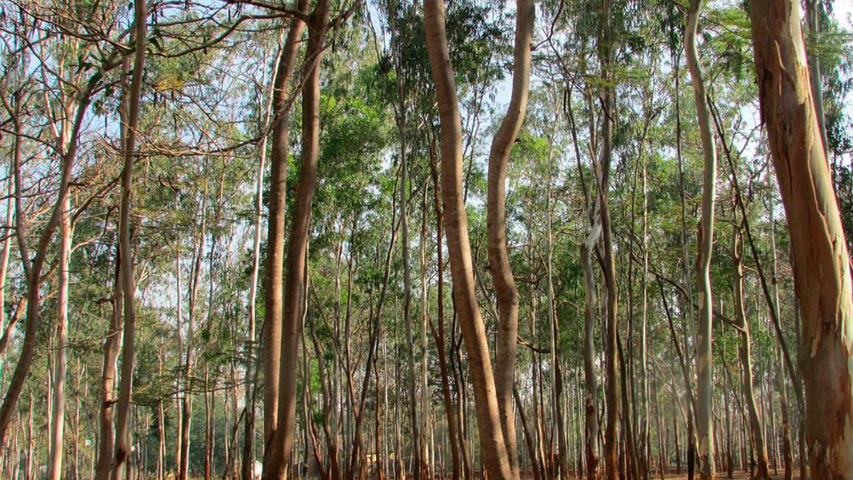 Degradación y peligro de incendios: los humanos convierten los bosques en plantaciones de árboles uniformes