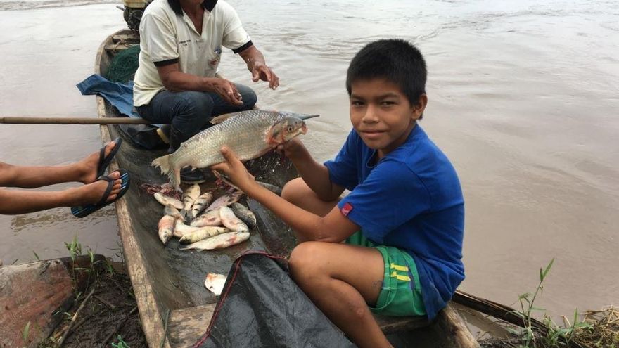 La pérdida de biodiversidad amenaza la nutrición humana en la Amazonía