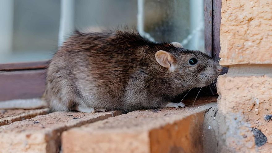 Las ratas no necesitan luz para orientarse: sus bigotes generan mapas táctiles más exactos que muchos sistemas digitales