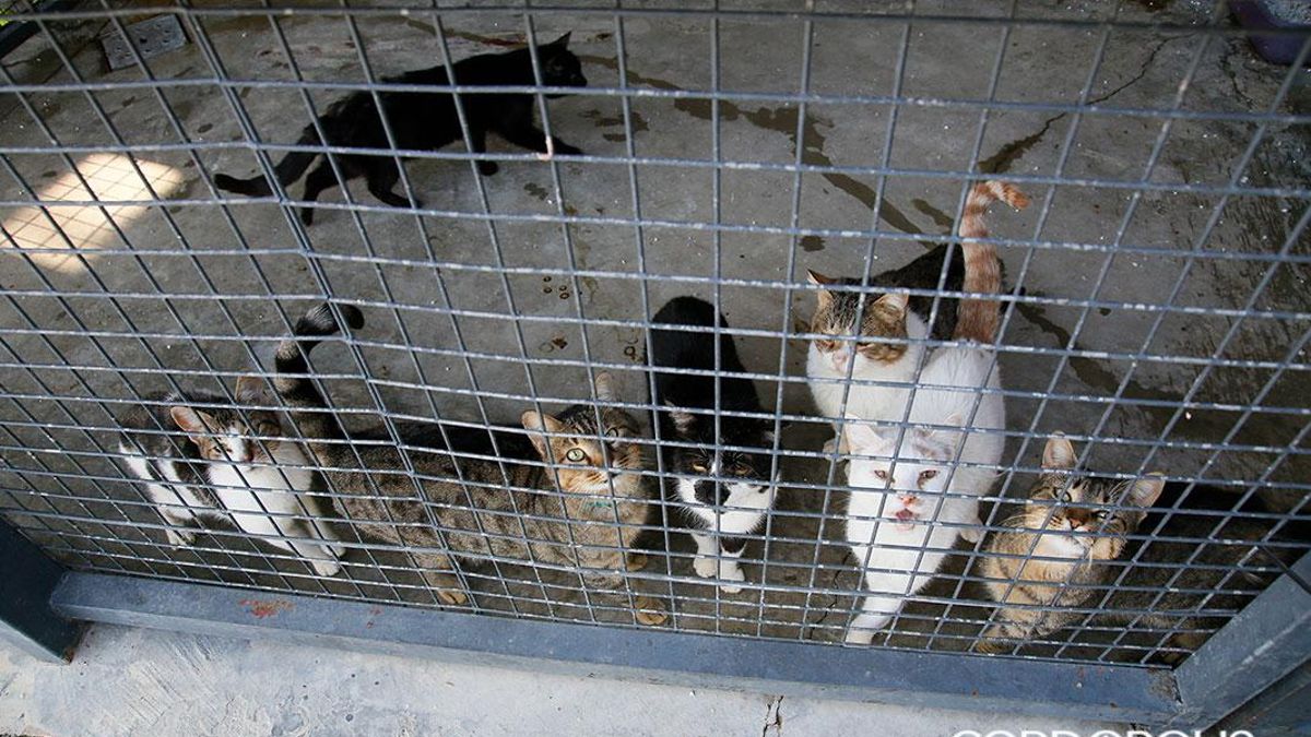 Gatos en el Centro de Sanidad y Bienestar Animal | MADERO CUBERO