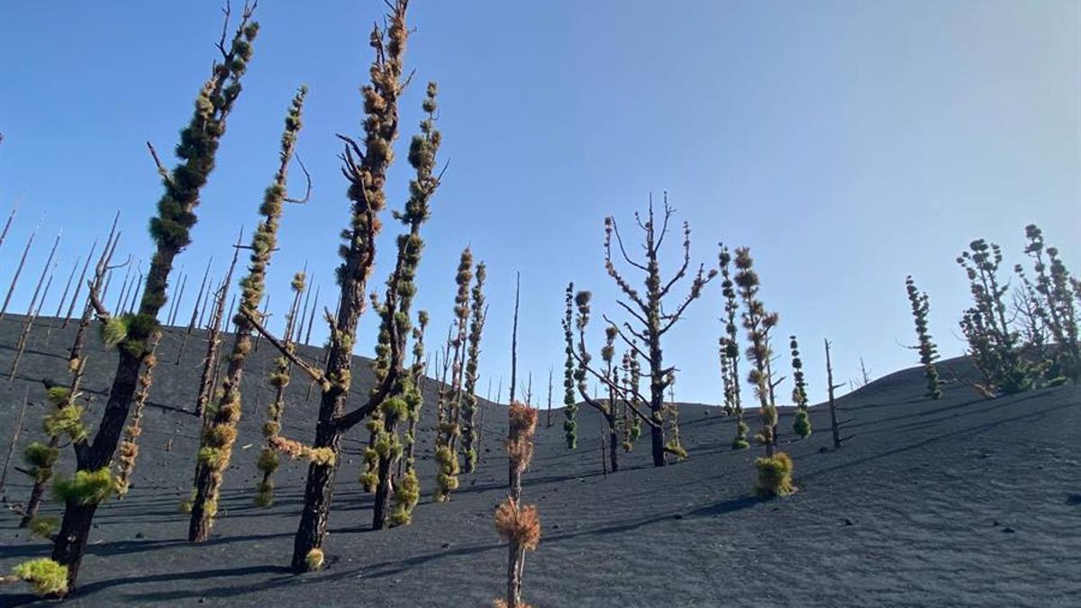 Imagen de un pino brotando en una zona cercana al volcán de La Palma. La velocidad de la recuperación de la biodiversidad de la zona afectada por la erupción volcánica de septiembre de 2021 sorprende a los científicos.