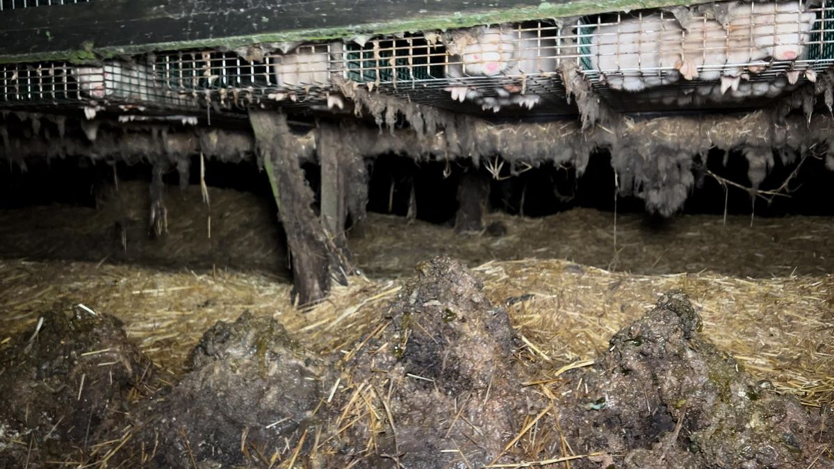 Montañas de excrementos acumulados bajo las jaulas, provocan posibles focos de infección y malos olores