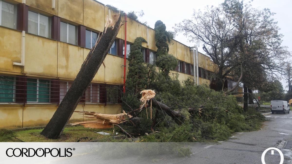 la-aemet-concluye-que-el-tornado-de-c-rdoba-alcanz-rachas-de-viento-de