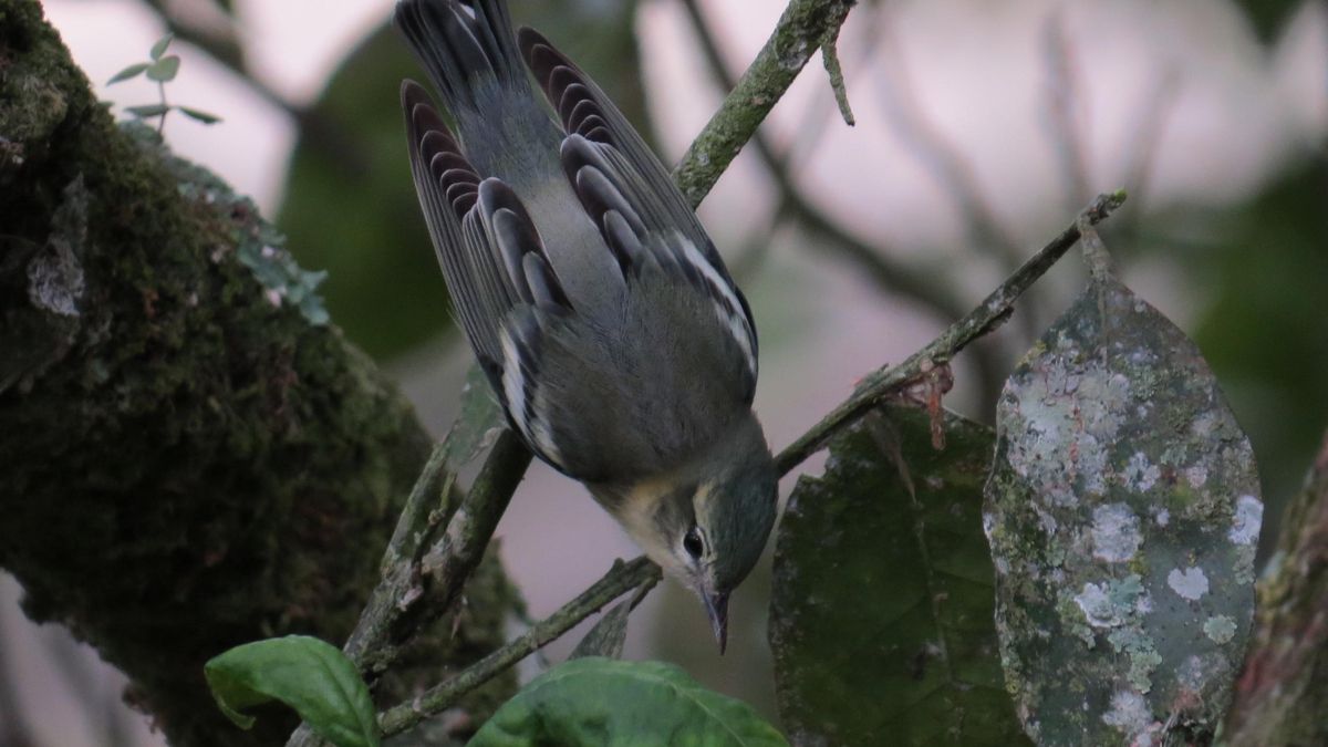 Reinita cerúlea (Setophaga cerulea) hembra. Foto: cortesía Niick Bayly