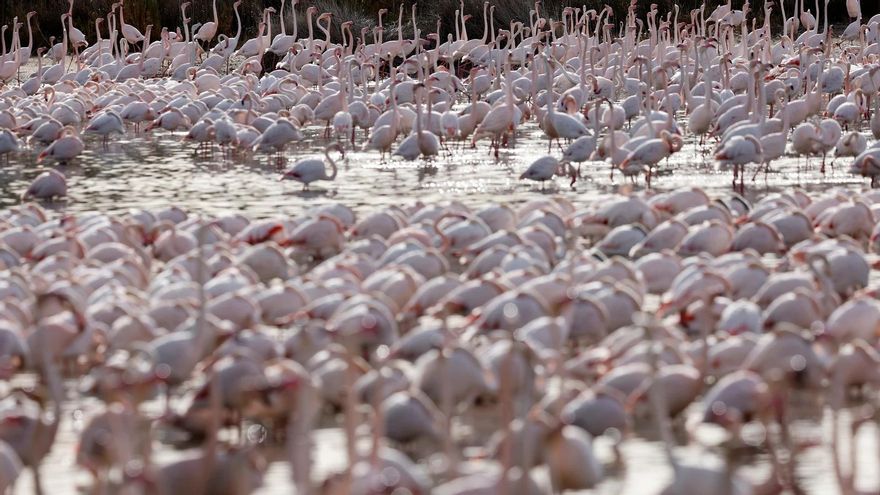 La proliferación de miles de flamencos rosa en l'Albufera, un problema para los arroceros
