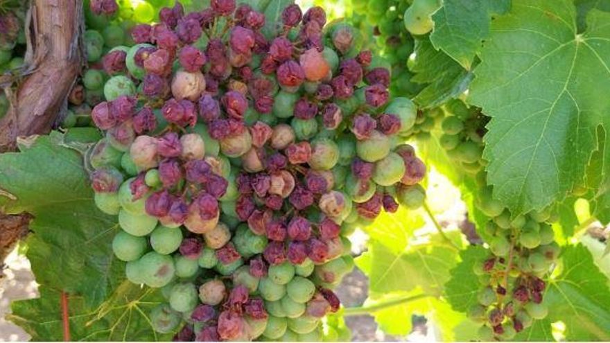 El seguro agrario evoluciona positivamente hasta alcanzar casi el 20% de la producción agrícola