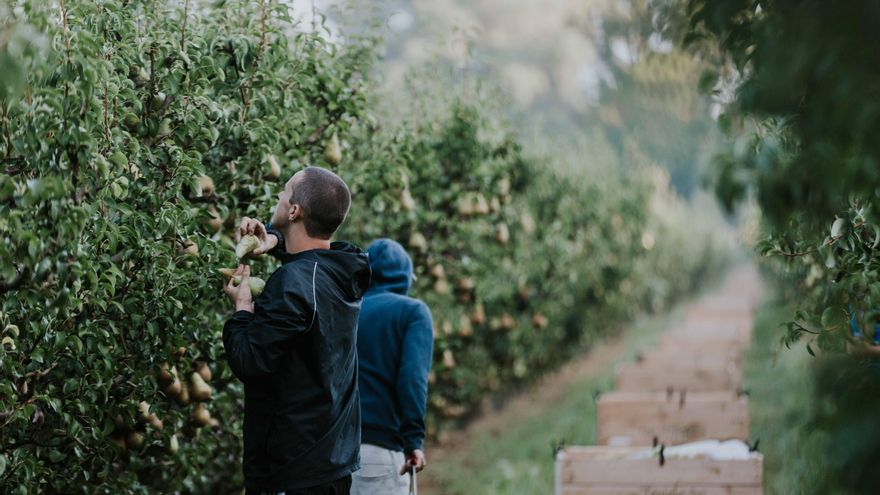 Arranca la cosecha de peras de Rincón de Soto, que espera récord de cantidad y calidad