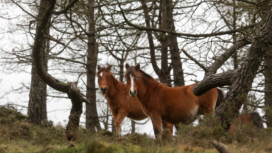 Condenados a 17 meses de prisión dos ganaderos gallegos que dejaron morir a 30 caballos privándolos de agua y comida