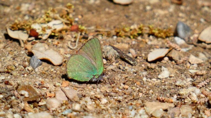 Esta clase de mariposa es diurna, se llama cejirrubia y con ella ya son 52 las especies diferentes que vuelan por Barcelona
