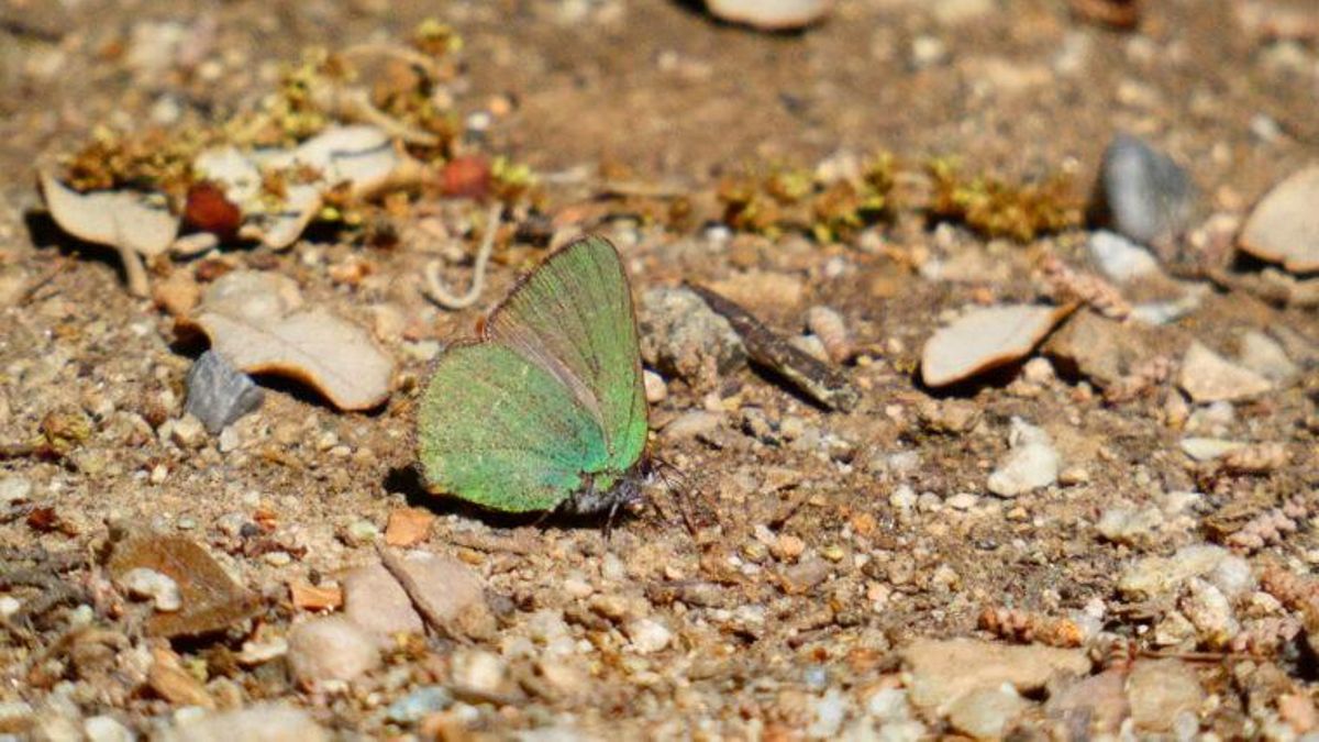 Esta clase de mariposa es diurna, se llama cejirrubia y con ella ya son 52 las especies diferentes que vuelan por Barcelona