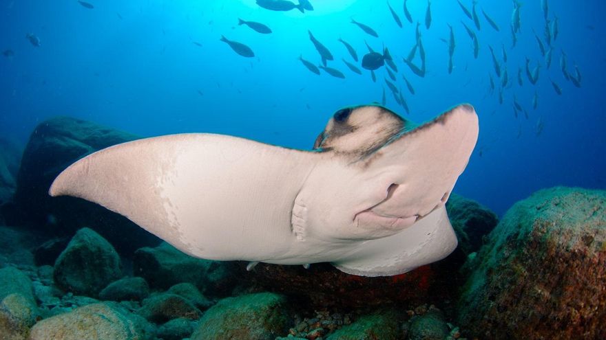 Archivo - Un ejemplar de raya.-ARCHIVO