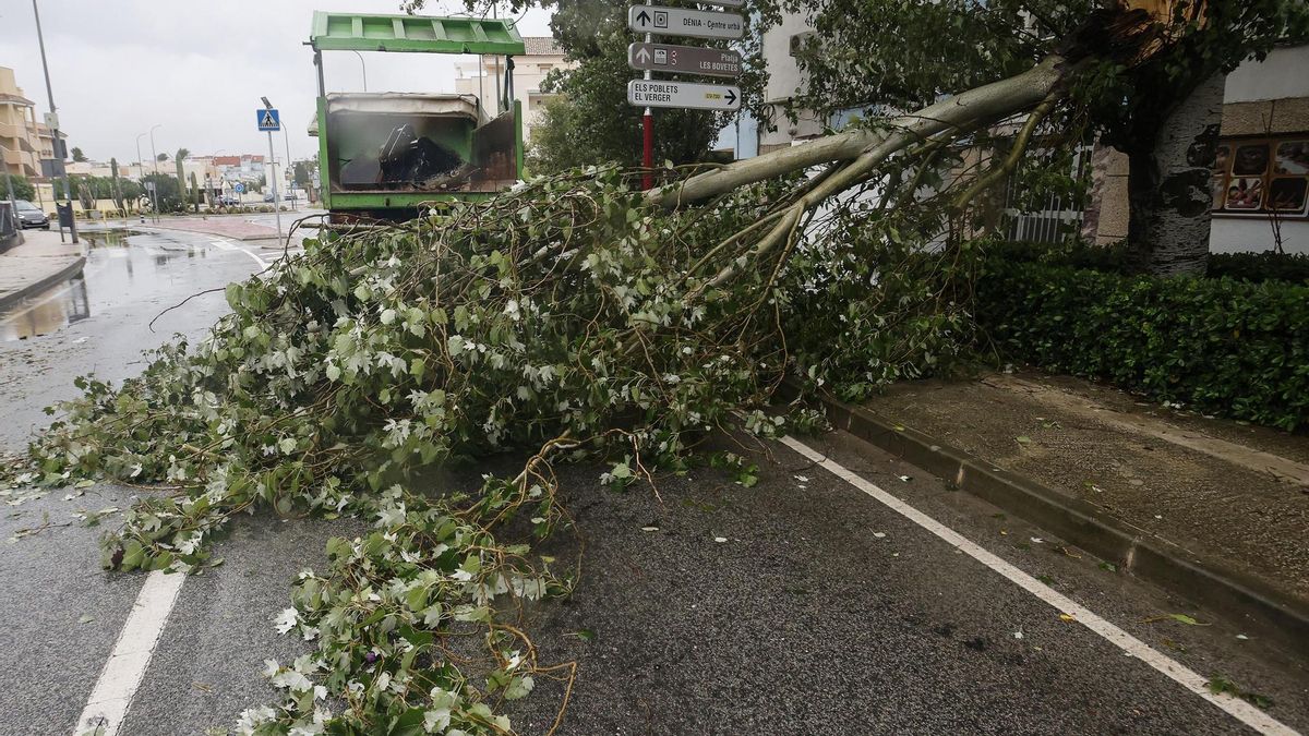 Un árbol caído a consecuencia del paso de la dana Adam en la localidad alicantina de Denia, este lunes.
