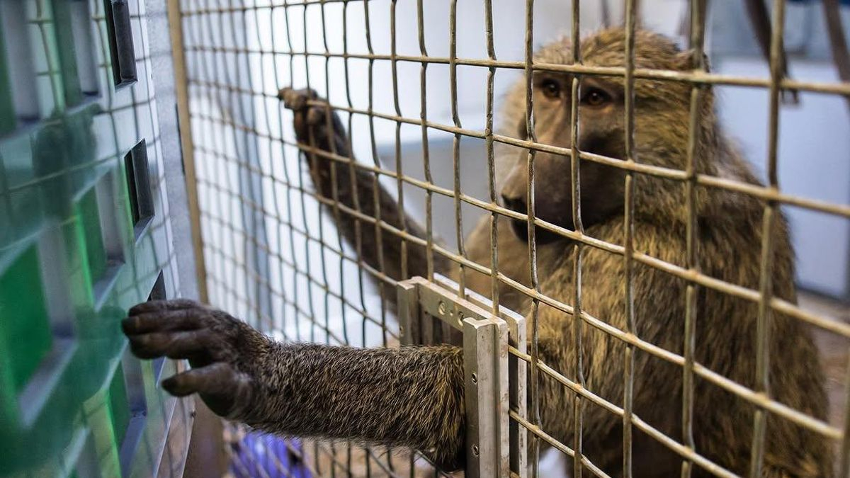 La geometría no es solo cosa de humanos: los monos también la entienden de forma intuitiva