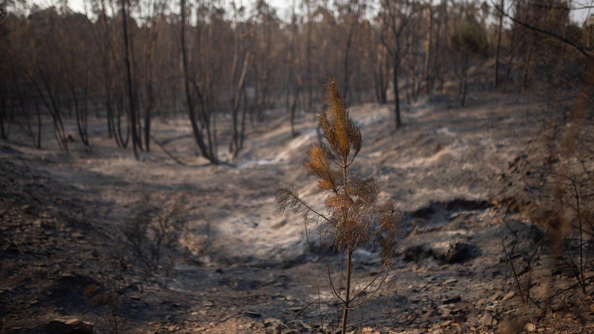 Imagen de zona afectada por el incendio de Niebla (Huelva). A 10 de agosto de 2026 en Niebla