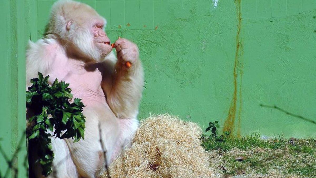 Copito de Nieve, el gorila albino que vivió en el Zoo de Barcelona durante 36 años