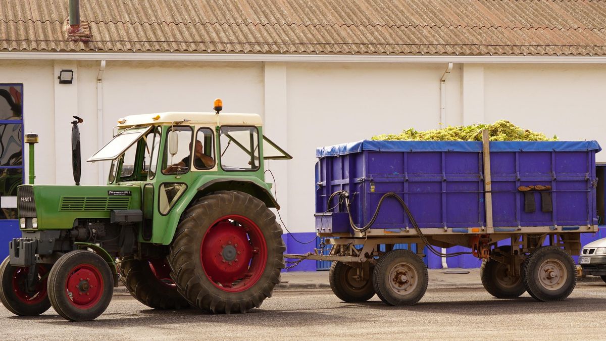 Entran los primeros remolques cargados de uva airén