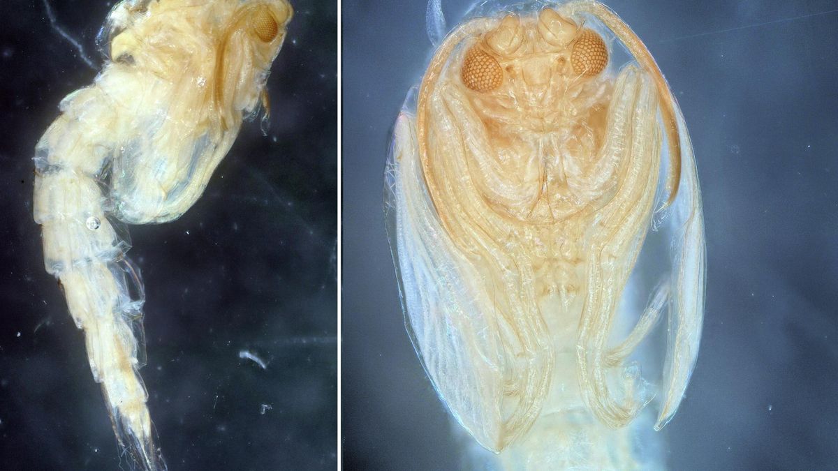 Trichotanypus posticalis ( Lundbeck, 1898 ), pupa macho