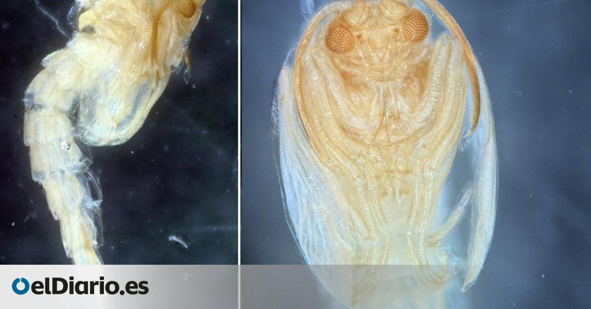 Descubren en Australia un fósil que podría cambiar la historia evolutiva de los insectos