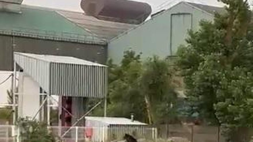 Imagen del oso en la zona de las instalaciones industriales de La Naval