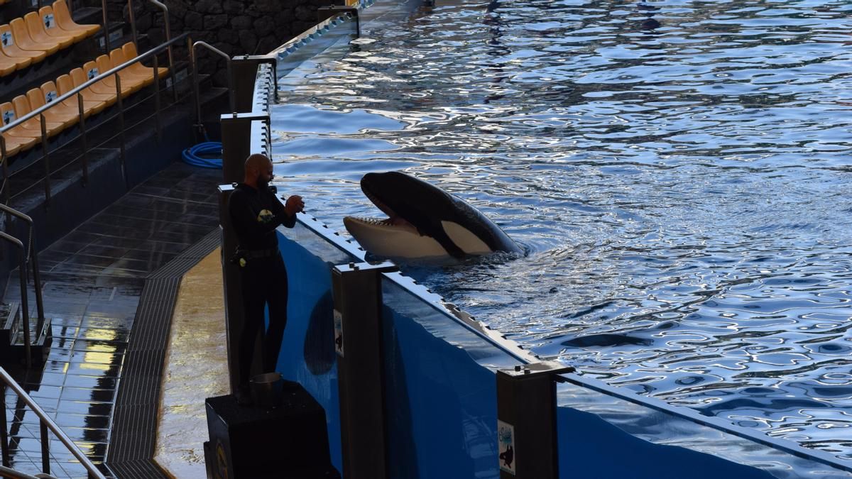 El traslado de las orcas de Marineland Antibes a Tenerife desata una disputa sobre quién debe autorizar el viaje