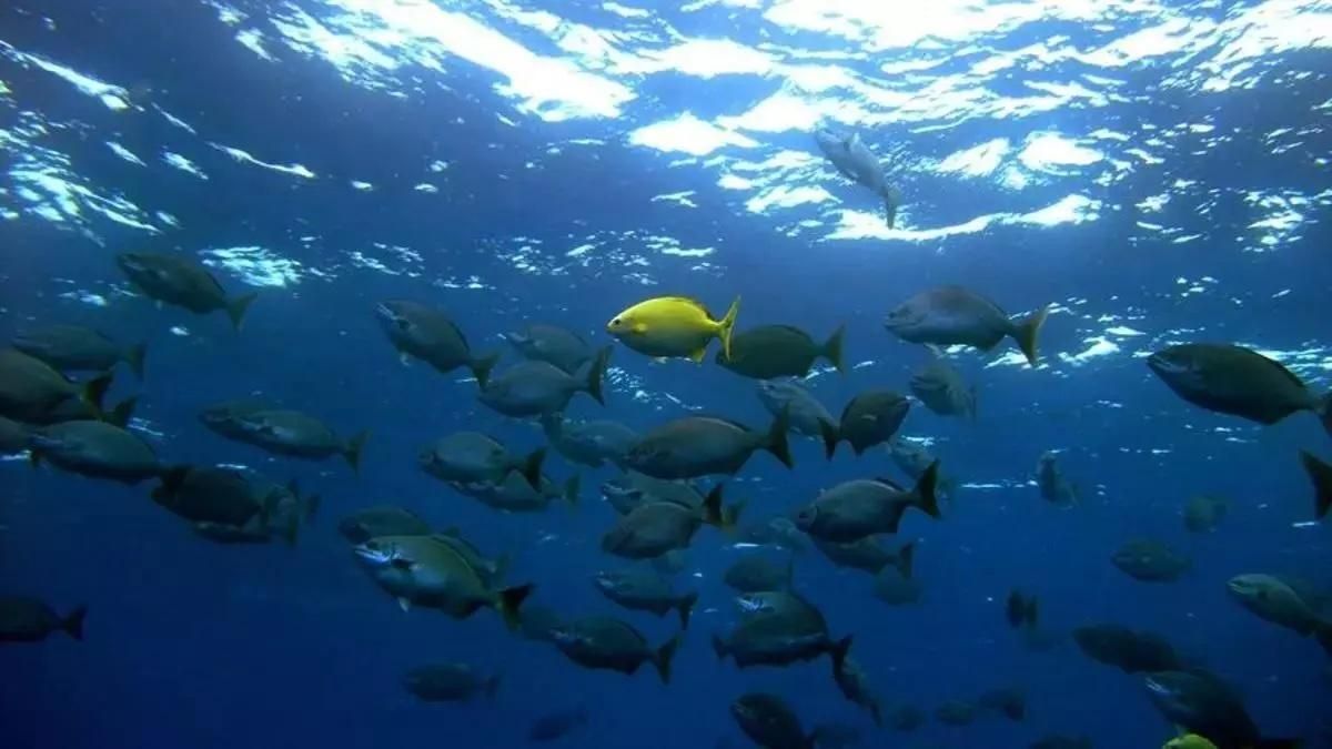Imagen de archivo un banco de chopas en la Reserva Marina de La Palma. Foto: TAMIA BRITO.