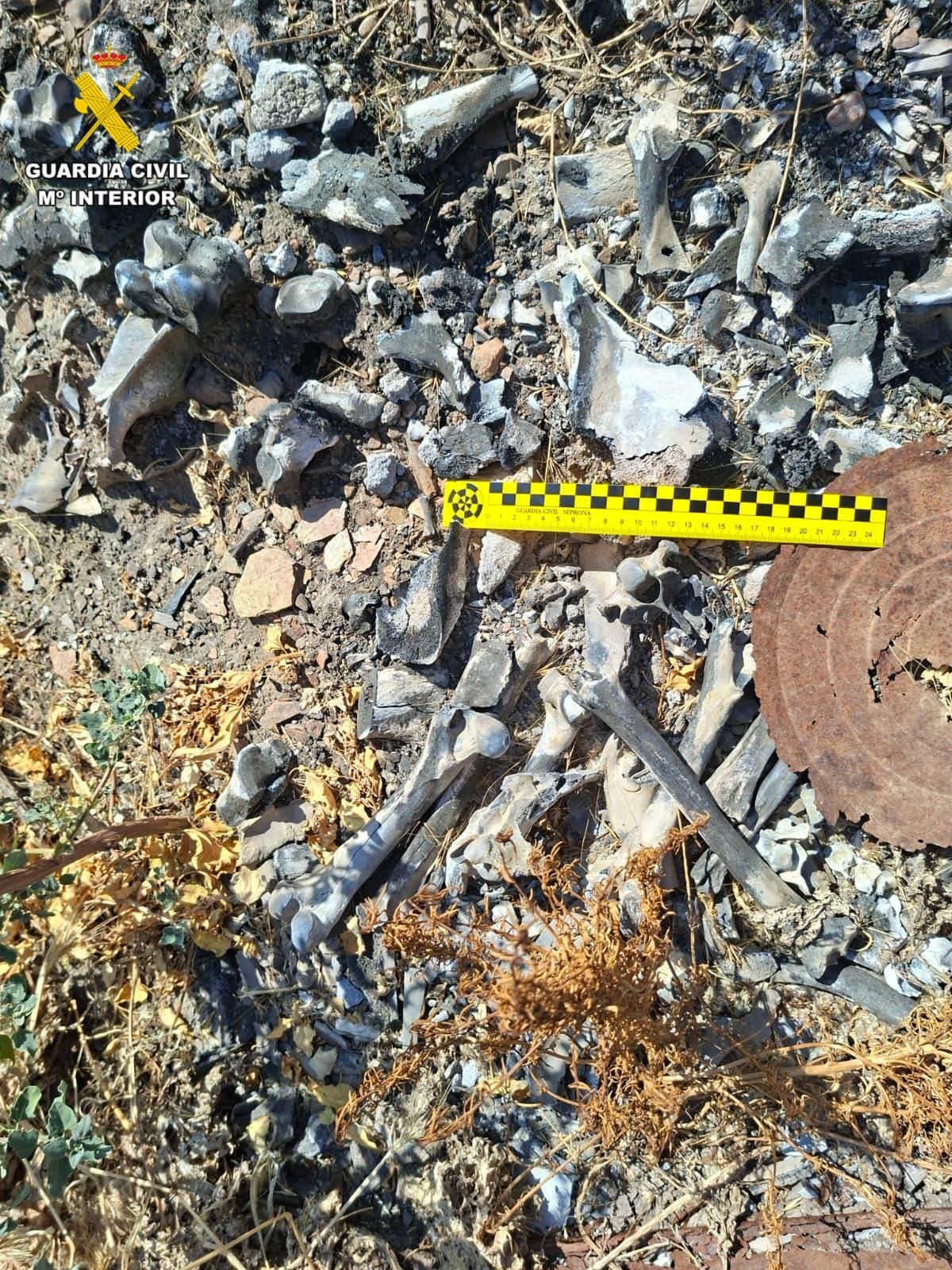 Restos de un microchip perteneciente a uno de los perros de una rehala que permitió relacionar los restos con el propietario de una rehala donde se encontraron numerosos canes muertos