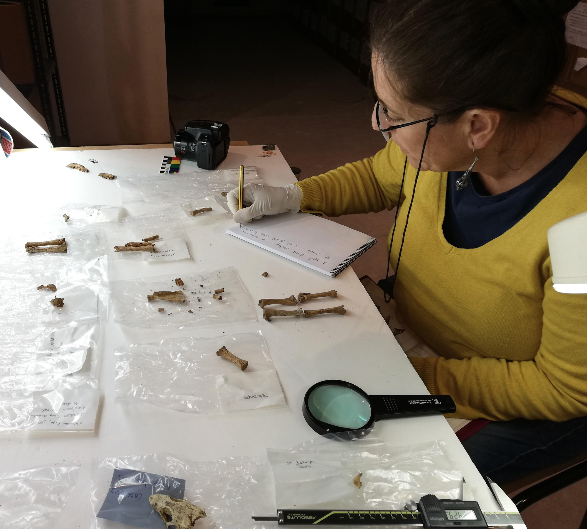 Verónica Alberto, autora de investigaciones zoorqueológicas, analiza muestras óseas en el laboratorio.