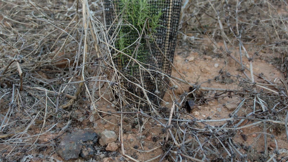 Las especies vegetales plantadas en El Lirio crecen junto a las  escorias / Fotografía tomada en octubre de 2025