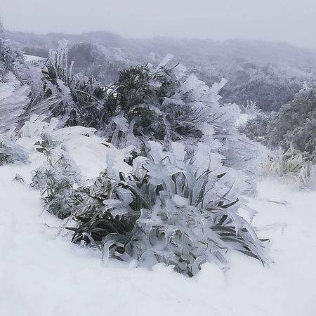 La ola gélida esculpe una estampa polar en La Palma (foto: ANA BEA)
