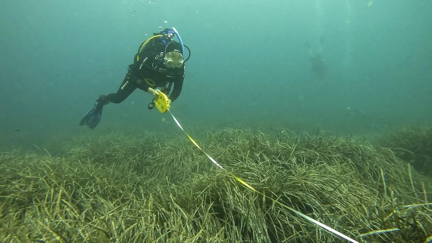 Las praderas de Posidonia, el 'pulmón del Mediterráneo', se reproducen de forma masiva para luchar por su supervivencia