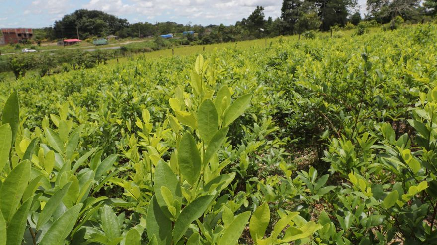 Los cultivos de coca de Perú rozan su récord histórico con 61.777 hectáreas