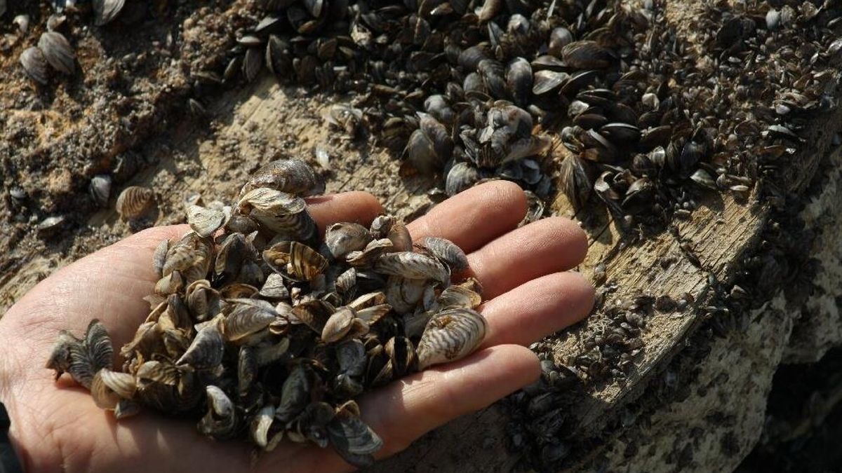 Minúsculas, pero dañinas: las especies invasoras utilizan el río Guadalquivir para expandirse por Andalucía