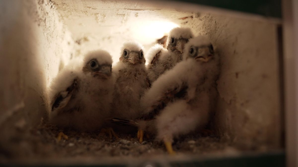 Criadero de pollos de cernícalo primilla en el centro CERI